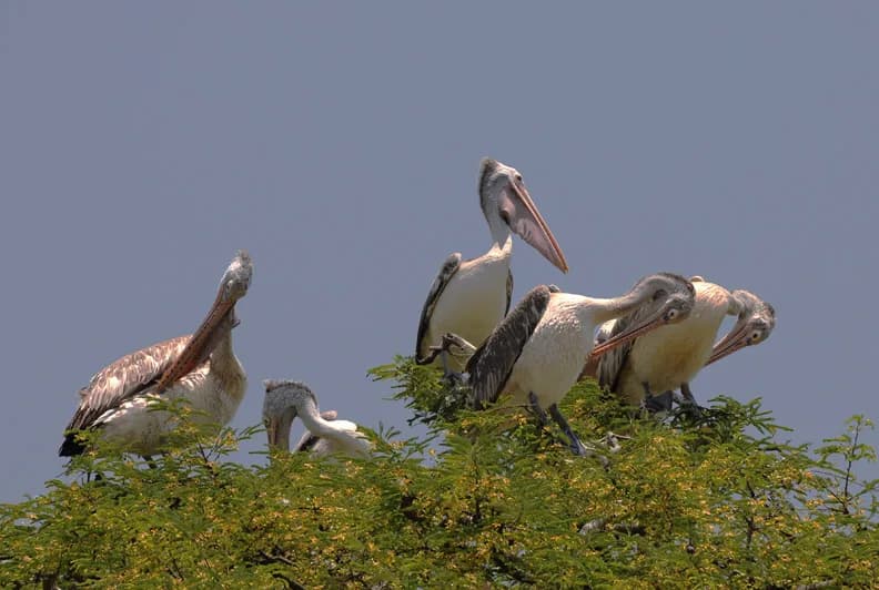 Pelicans at Kokkare Bellur.